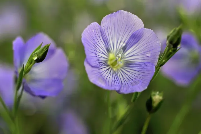 Framed Print : Flax field flowers, Centre-Val de Loire region, France, Europe Framed Print : Flax field flowers, Centre-Val de Loire region, France, Europe
