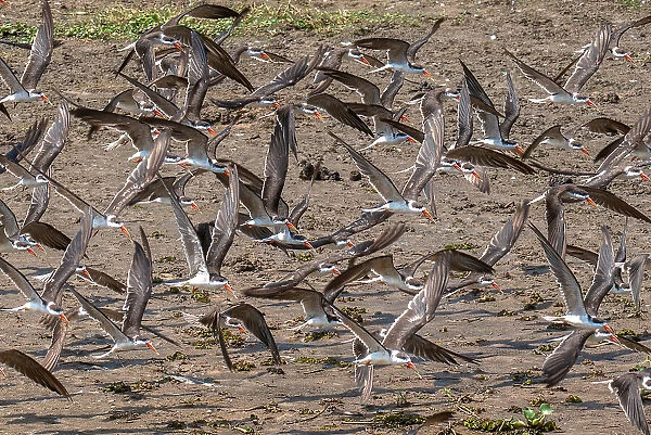 Flight of African skimmers along the Nile river, Murchison Falls National Park, Uganda, East Africa, Africa