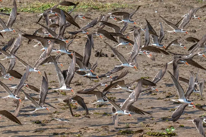 Framed Print : Flight of African skimmers along the Nile river, Murchison Falls National Park, Uganda, East Africa, Africa Framed Print : Flight of African skimmers along the Nile river, Murchison Falls National Park, Uganda, East Africa, Africa
