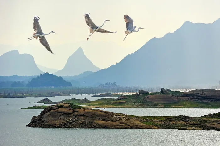 Framed Print : Flight of grey heron (Ardea cinerea) over the Senanayake Samudraya Lake, Gal Oya National Park, Sri Lanka, Indian subcontinent, South Asia Framed Print : Flight of grey heron (Ardea cinerea) over the Senanayake Samudraya Lake, Gal Oya National Park, Sri Lanka, Indian subcontinent, South Asia