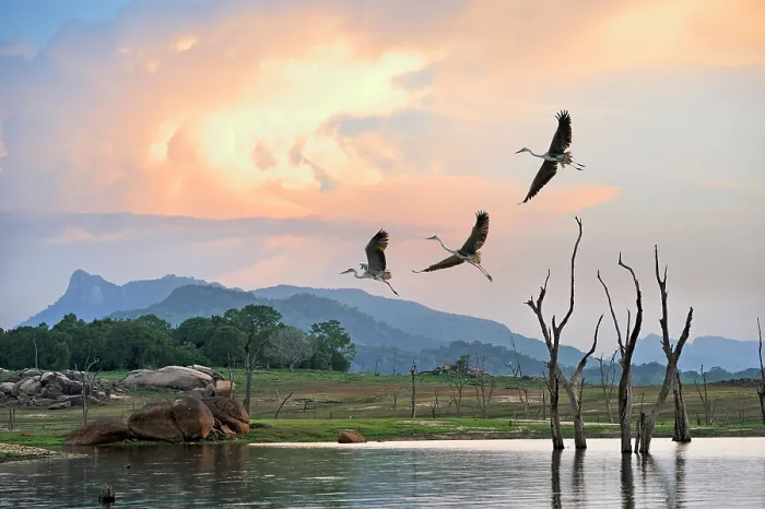 Framed Print : Flight of grey heron (Ardea cinerea) over the Senanayake Samudraya Lake, Gal Oya National Park, Sri Lanka, Indian subcontinent, South Asia Framed Print : Flight of grey heron (Ardea cinerea) over the Senanayake Samudraya Lake, Gal Oya National Park, Sri Lanka, Indian subcontinent, South Asia