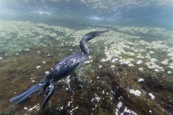 Flightless cormorant (Nannopterum harrisi) hunting underwater, Tagus Cove, Isabela Island, Galapagos Islands, Ecuador, South America