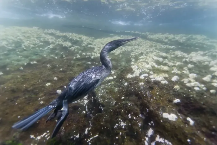 Framed Print : Flightless cormorant (Nannopterum harrisi) hunting underwater, Tagus Cove, Isabela Island, Galapagos Islands, Ecuador, South America Framed Print : Flightless cormorant (Nannopterum harrisi) hunting underwater, Tagus Cove, Isabela Island, Galapagos Islands, Ecuador, South America