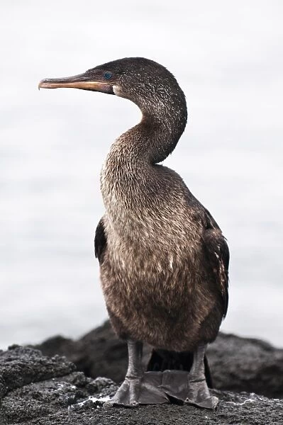 Flightless cormorant (Phalacrocorax harrisi), Espinosa Point, Isla Fernandina