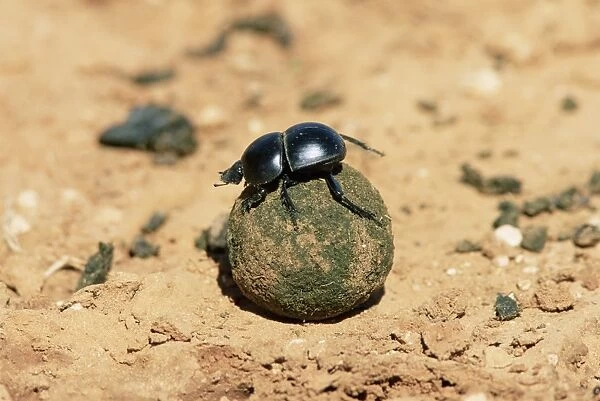 Flightless dung beetle rolling brood ball