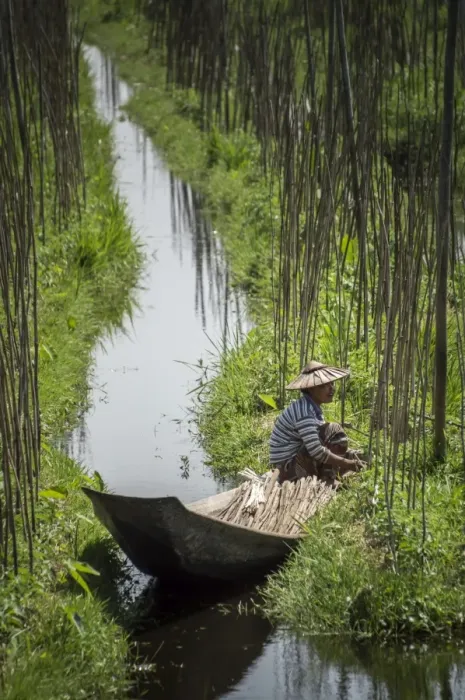 Framed Print : Floating Gardens, Inle Lake, Shan State, Myanmar (Burma), Asia