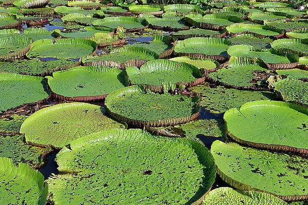 Floating leaves of the giant water lily (Victoria amazonica), Amazonas state, Brazil, South America