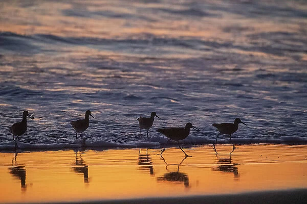 A flock of adult willets (Tringa semipalmata) feeding at sunset on the beach near Moss Landing, California, United States of America, North America