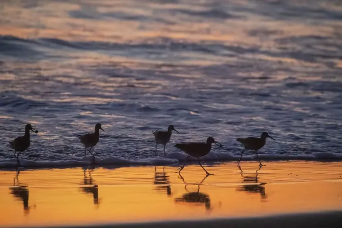 Framed Print : A flock of adult willets (Tringa semipalmata) feeding at sunset on the beach near Moss Landing, California, United States of America, North America Framed Print : A flock of adult willets (Tringa semipalmata) feeding at sunset on the beach near Moss Landing, California, United States of America, North America