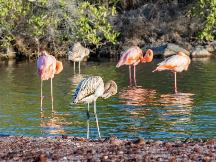 Framed Print : A flock of American flamingo (Phoenicopterus ruber), feeding on artesmia shrimp, Rabida Island, Galapagos Islands, UNESCO World Heritage Site, Ecuador, South America Framed Print : A flock of American flamingo (Phoenicopterus ruber), feeding on artesmia shrimp, Rabida Island, Galapagos Islands, UNESCO World Heritage Site, Ecuador, South America