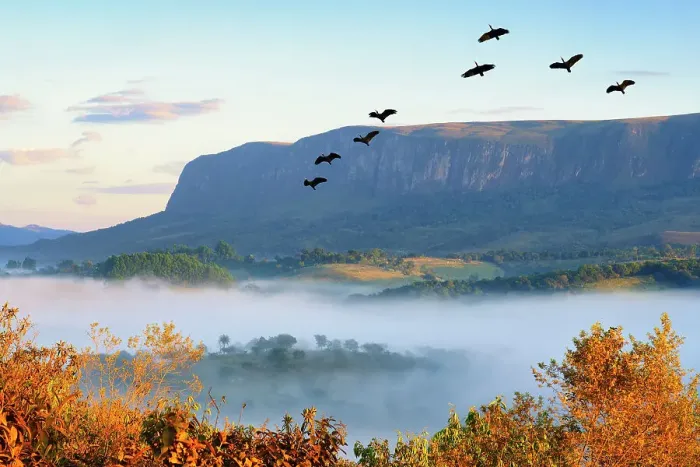 Framed Print : Flock of Bare-faced Ibis (Phimosus infuscatus) flying over Serra da Canastra Mountains, Minas Gerais state, Brazil, South America Framed Print : Flock of Bare-faced Ibis (Phimosus infuscatus) flying over Serra da Canastra Mountains, Minas Gerais state, Brazil, South America