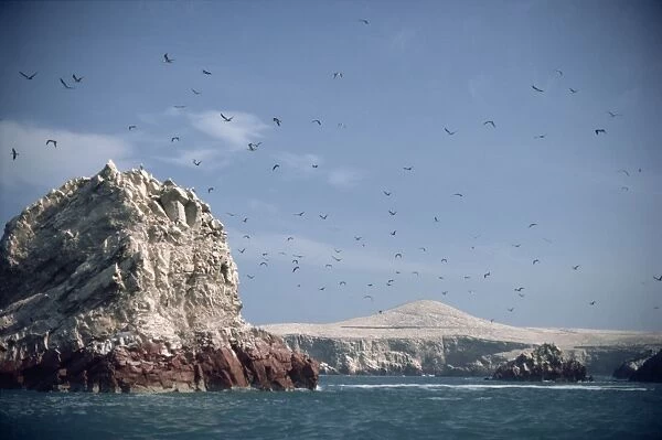 A flock of birds above the coast near Pisco