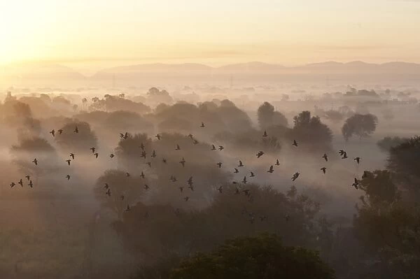 Flock of birds flying above atmospheric misty early morning landscape of trees