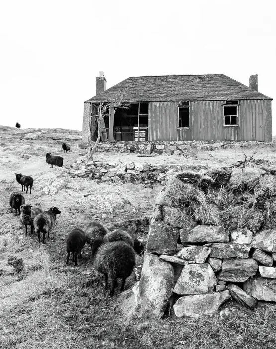 Framed Print : A flock of black sheep and derelict building on the Isle of Scalpay, Outer Hebrides, Scotland, United Kingdom, Europe Framed Print : A flock of black sheep and derelict building on the Isle of Scalpay, Outer Hebrides, Scotland, United Kingdom, Europe