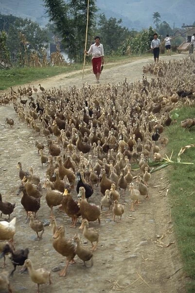 Flock of ducks being driven along a road in Xingwan, Sichuan, China, Asia