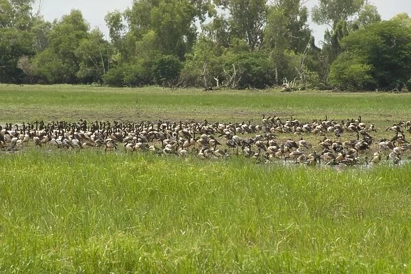 Flock of magpie geese beside South Alligater River, Yellow Water Wetland