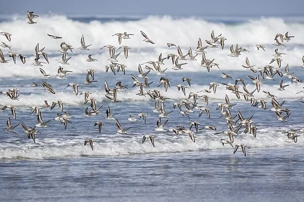 A flock of migrating sanderlings (Calidris alba) taking flight on Sand Dollar Beach