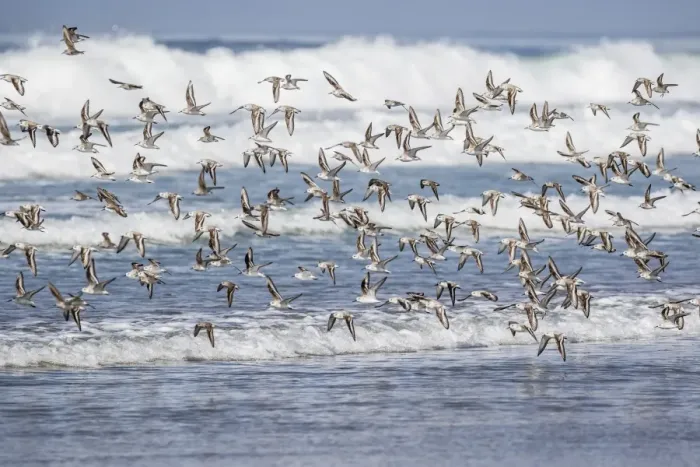 Framed Print : A flock of migrating sanderlings (Calidris alba) taking flight on Sand Dollar Beach Framed Print : A flock of migrating sanderlings (Calidris alba) taking flight on Sand Dollar Beach
