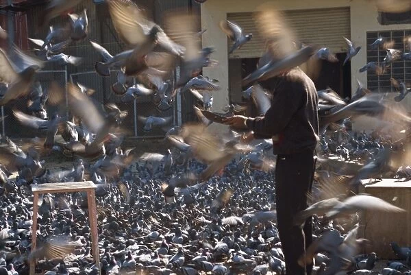 Flock of pigeons at entrance to City Palace