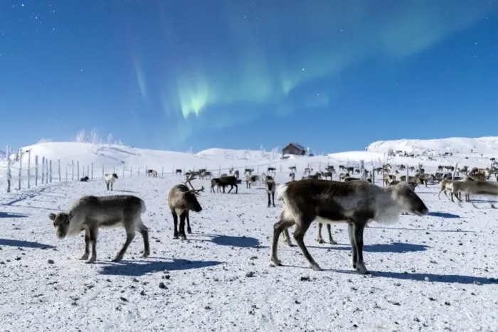 Framed Print : Flock of reindeer under Northern Lights (Aurora Borealis), Abisko, Kiruna Municipality Framed Print : Flock of reindeer under Northern Lights (Aurora Borealis), Abisko, Kiruna Municipality