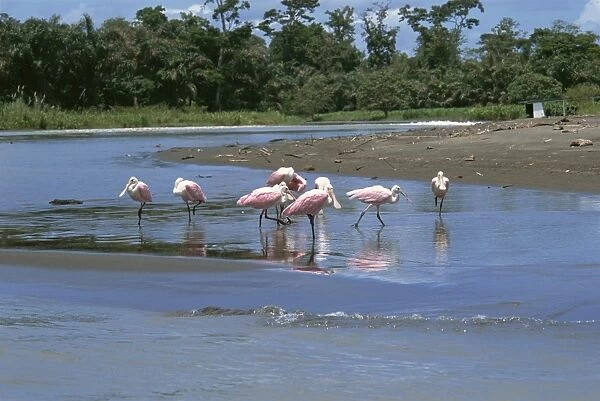 Flock of roseate spoonbills (Ajaia ajaja) in shallow water, Pacuare River