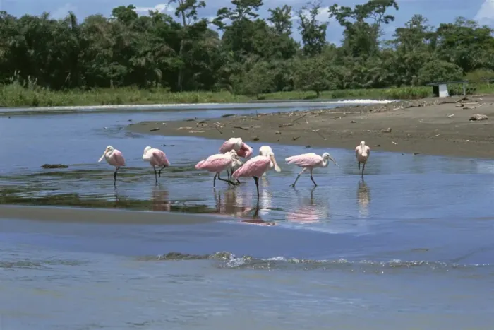 Framed Print : Flock of roseate spoonbills (Ajaia ajaja) in shallow water, Pacuare River Framed Print : Flock of roseate spoonbills (Ajaia ajaja) in shallow water, Pacuare River