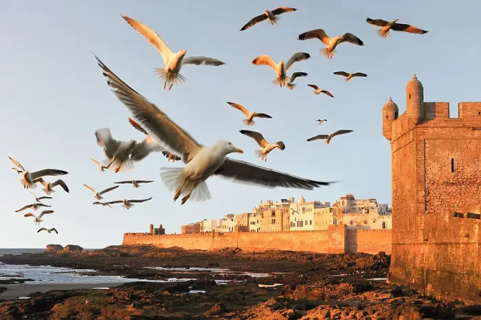 Framed Print : Flock of seagulls over the ramparts and Portuguese citadel with the medina in the background, Essaouira, Morocco Framed Print : Flock of seagulls over the ramparts and Portuguese citadel with the medina in the background, Essaouira, Morocco