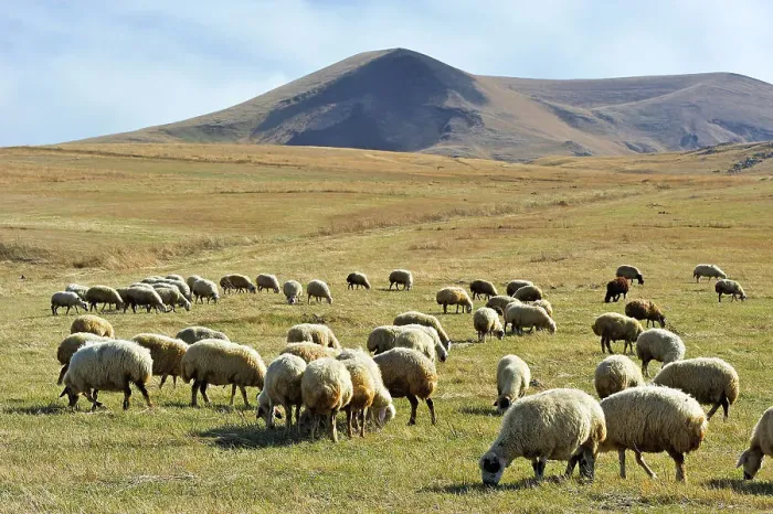 Framed Print : Flock of sheep on the Argitchi plateau, Armaghan volcano in the background, Gegharkunik region, Armenia, Eurasia Framed Print : Flock of sheep on the Argitchi plateau, Armaghan volcano in the background, Gegharkunik region, Armenia, Eurasia