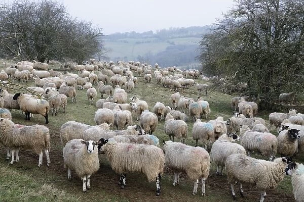Flock of sheep on Cotswold hillside, Broadway, Cotswolds, Worcestershire, England