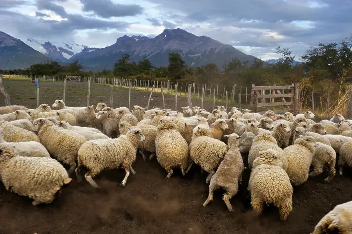 Framed Print : Flock of sheep, Estancia Nibepo Aike on the Argentino lakeshore, around El Calafate, Patagonia, Argentina, South America Framed Print : Flock of sheep, Estancia Nibepo Aike on the Argentino lakeshore, around El Calafate, Patagonia, Argentina, South America