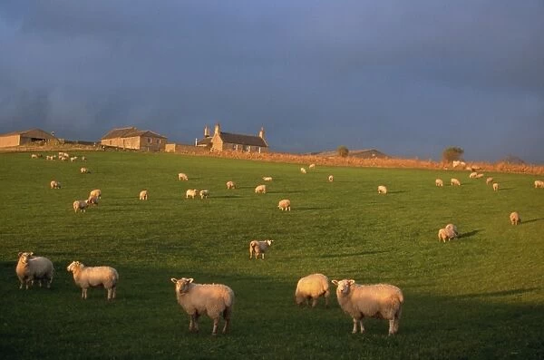 Flock of sheep and farmouse in Scottish countryside, Scotland, United Kingdom, Europe