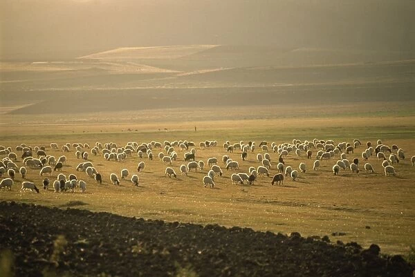 Flock of sheep, important in the Kurdish economy, Kurdistan, Anatolia, Turkey