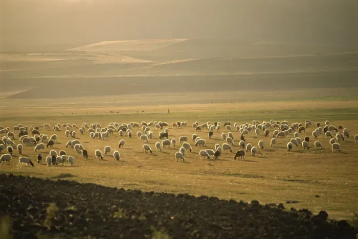 Framed Print : Flock of sheep, important in the Kurdish economy, Kurdistan, Anatolia, Turkey Framed Print : Flock of sheep, important in the Kurdish economy, Kurdistan, Anatolia, Turkey