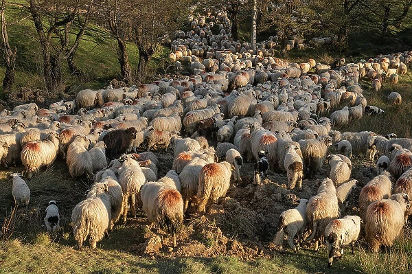 Flock of sheep and lambs, Nucsoara, Arges County, Muntenia, Romania, Europe