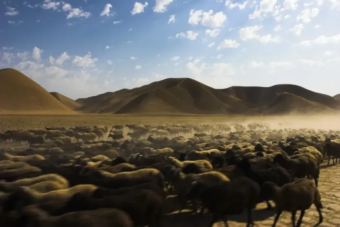 Framed Print : Flock of sheep between Maimana and Mazar-I-Sharif, Afghanistan, Asia Framed Print : Flock of sheep between Maimana and Mazar-I-Sharif, Afghanistan, Asia