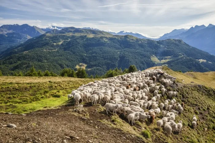 Framed Print : A flock of sheep in the pastures of Mount Padrio, Orobie Alps, Valtellina, Lombardy