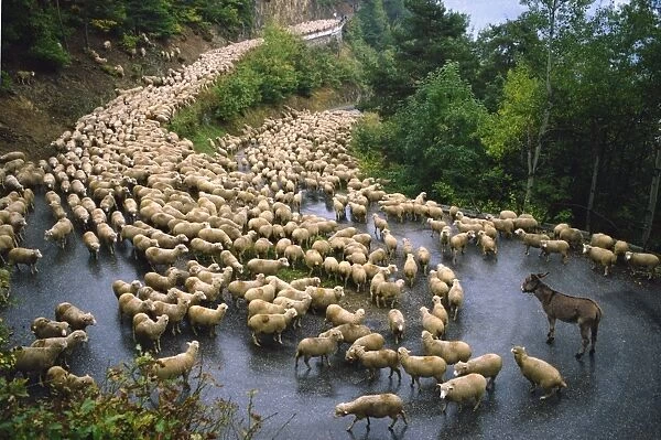 Flock of sheep and a single donkey on the road during the autumn transhumance from Haute Savoy to Provence