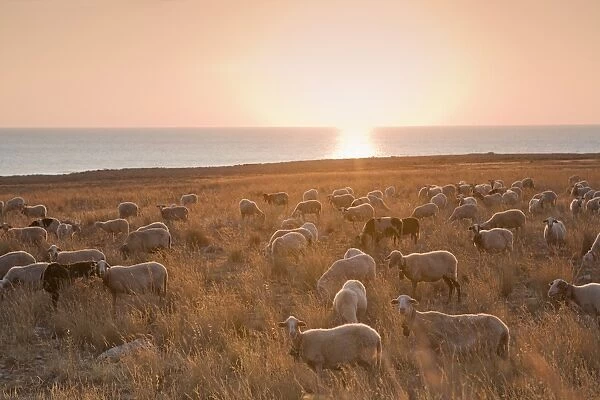 Flock of sheep at sunset by the sea, near Erice, western Sicily, Italy, Europe