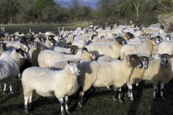 Framed Print : Flock of sheep, Welford on Avon, Warwickshire, England, United Kingdom, Europe Framed Print : Flock of sheep, Welford on Avon, Warwickshire, England, United Kingdom, Europe
