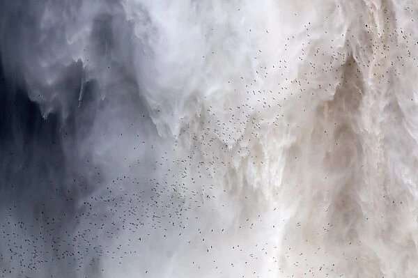 Flock of swifts flying to their roost behind the curtain of falling water of Kaieteur Falls, Guyana, South America