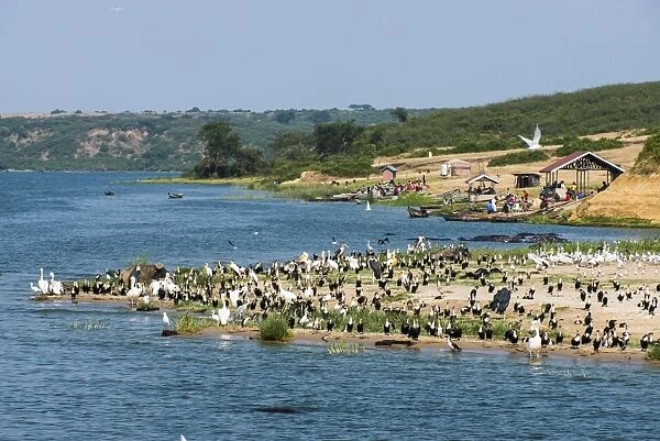 Flocks of birds on the Kazinga Channel in Queen Elizabeth National Park, Uganda, East Africa, Africa