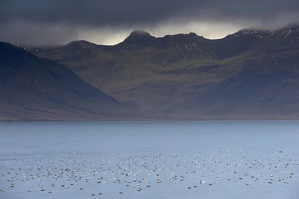 Flocks of Eider ducks (Somateria mollissima) on sheltered waters of Kolgrafafjordur fjord near Grundarfjordur in autumn, Snaefellsnes Peninsula, Iceland