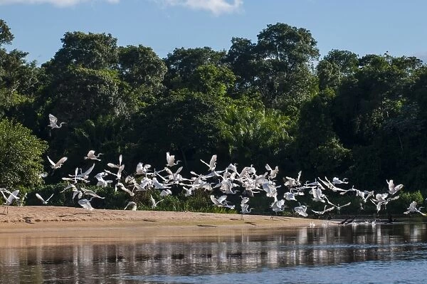 Flocks of Graza Mora, Pantanal Conservation Area, UNESCO World Heritage Site, Brazil, South America