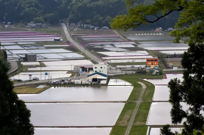 Framed Print : Flooded rice paddies in late April seen from atop Mount Kameyama in Fukui Prefecture Framed Print : Flooded rice paddies in late April seen from atop Mount Kameyama in Fukui Prefecture