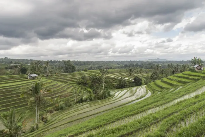 Framed Print : Flooded rice terraces of Jatiluwih on a cloudy day, Bali, Indonesia, Southeast Asia, Asia Framed Print : Flooded rice terraces of Jatiluwih on a cloudy day, Bali, Indonesia, Southeast Asia, Asia