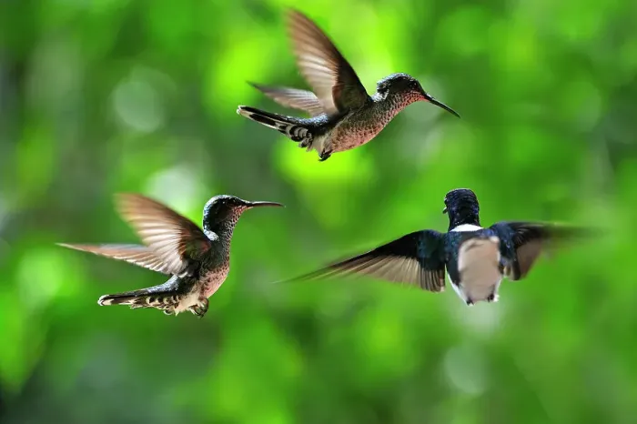 Framed Print : Florisuga mellivora (White-necked Jacobin) hovering, Soberania National Park, Republic of Panama, Central America Framed Print : Florisuga mellivora (White-necked Jacobin) hovering, Soberania National Park, Republic of Panama, Central America