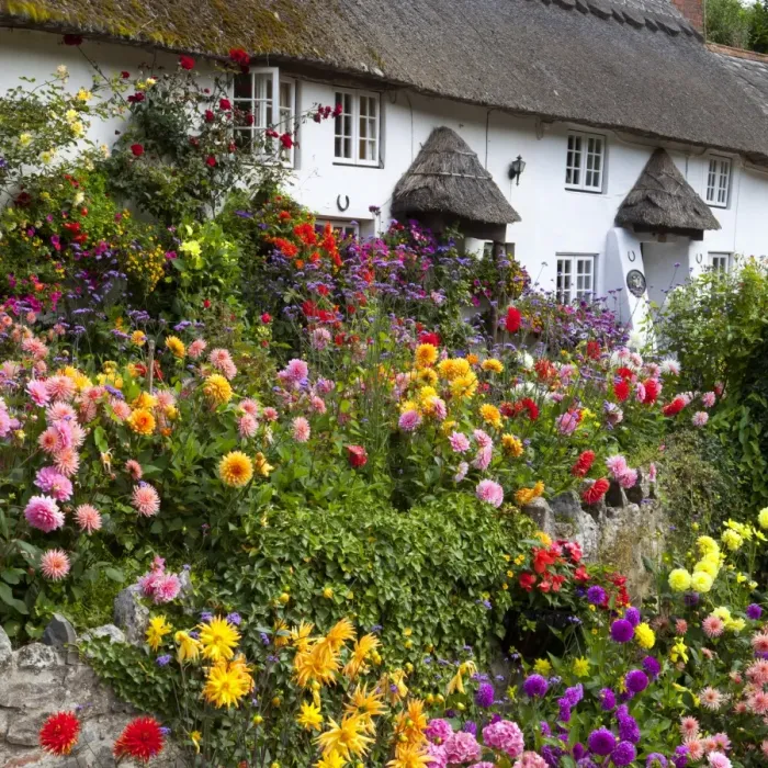 Framed Print : Flower fronted thatched cottage, Devon, England, United Kingdom, Europe Framed Print : Flower fronted thatched cottage, Devon, England, United Kingdom, Europe