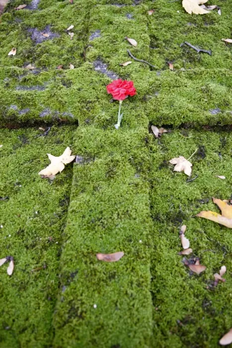 Framed Print : Flower on a grave, Paris, France, Europe