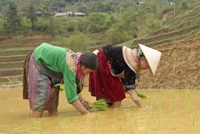 Framed Print : Flower Hmong ethnic group women working in the rice field, Bac Ha area, Vietnam, Indochina, Southeast Asia, Asia Framed Print : Flower Hmong ethnic group women working in the rice field, Bac Ha area, Vietnam, Indochina, Southeast Asia, Asia