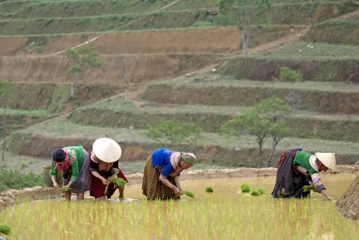 Framed Print : Flower Hmong women working in the rice field, Bac Ha area, Vietnam, Indochina, Southeast Asia, Asia Framed Print : Flower Hmong women working in the rice field, Bac Ha area, Vietnam, Indochina, Southeast Asia, Asia